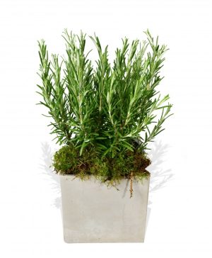 Garden Rosemary Flowers & Plants Co.