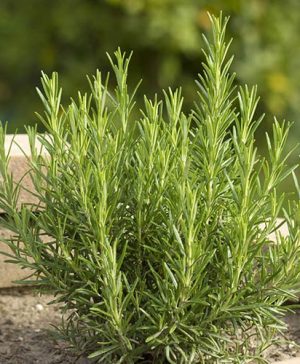 Rosemary Rosmarinus officinalis Miss Jessopps Upright