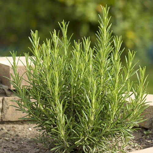 Rosemary Rosmarinus officinalis Miss Jessopps Upright