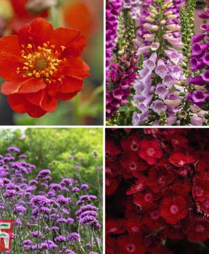 Garden Rouge Perennial Collection Thompson & Morgan
