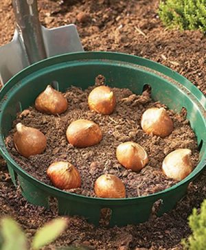 Round Bulb Baskets (Pack of 3)