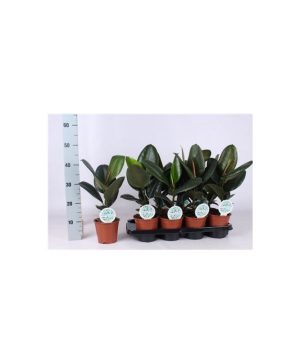 Garden Rubber Plant Flowers & Plants Co.