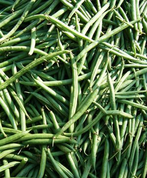 Runner Bean Firestorm