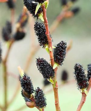 Salix gracilistyla Melanostachys