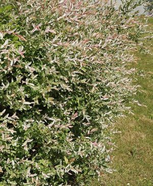 Salix integra Hakuro-nishiki Flamingo Willow Bush