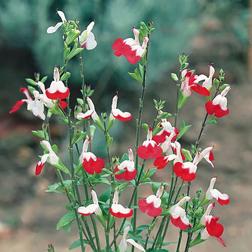 Salvia Hot Lips