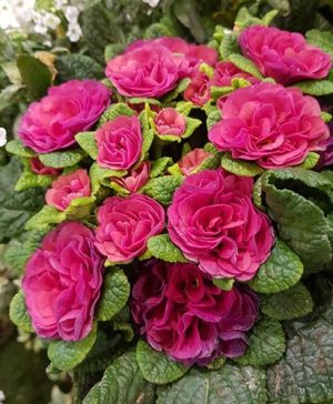 Scented Hardy Primula Belarina (R) Carmen 3 Jumbo Plug Plants