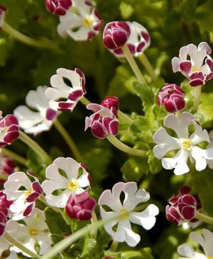 Scented Night Phlox Zaluzianskya ovata