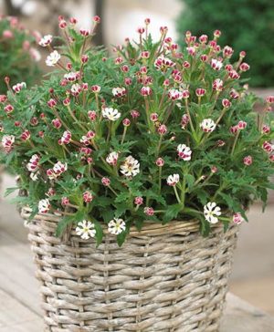 Scented Night Phlox Zaluzianskya ovata Star Balsam