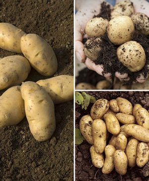 Second Cropping Patio Potato Pack