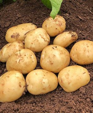 Seed Potato Acoustic (Second early)