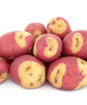 Seed Potato Albert Bartlett Apache