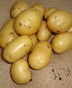Seed Potato Albert Bartlett Vivaldi