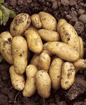 Seed Potato Arran Pilot (First Early) 2.5kg