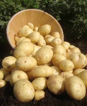 Seed Potato Cassablanca 2.5kg