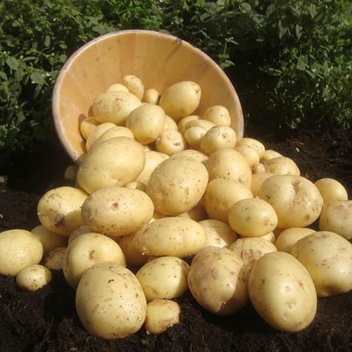Seed Potato Cassablanca 2.5kg