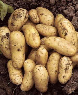 Seed Potato Charlotte - 6 Pack