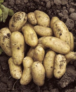 Seed Potato Charlotte - salad