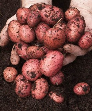 Seed Potato Desiree - Pack of 6 Tubers