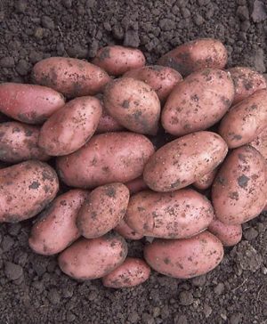 Seed Potato Desiree - maincrop
