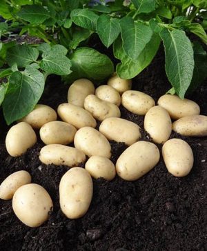 Seed Potato Jazzy (Salad)