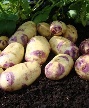 Seed Potato Kestrel (Second early)