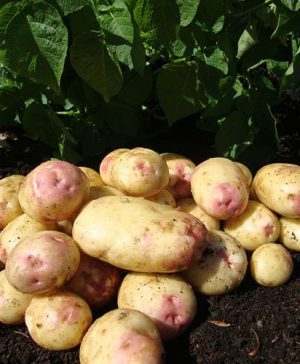 Seed Potato King Edward - maincrop