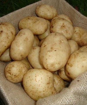 Seed Potato Maris Bard (First early) 2.5kg