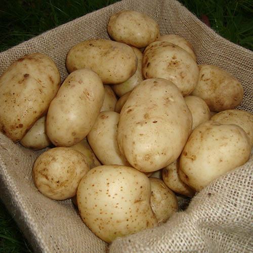 Seed Potato Maris Bard (First early) 2.5kg