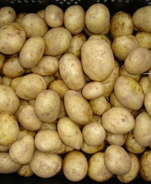 Seed Potato Maris Piper (Maincrop)