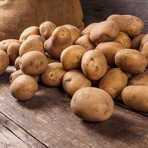 Seed Potato Nadine (Second early) - 2.5kg