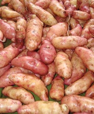 Seed Potato Pink Fir Apple (Salad)