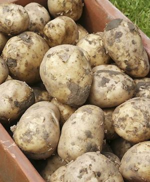 Seed Potato Swift - First early