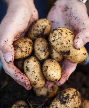 Seed Potato Swift - Pack of 6 Tubers