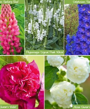 Garden Sensational Summer Perennial Collection Thompson & Morgan
