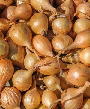 Shallot Red Sun