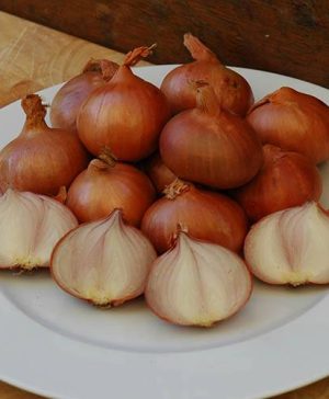 Shallots Golden Gourmet