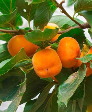 Sharon Fruit (Diospryros kaki) 5L potted tree 1m tall