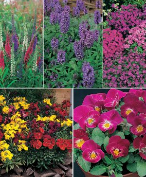 Garden Short Perennial Mix Thompson & Morgan