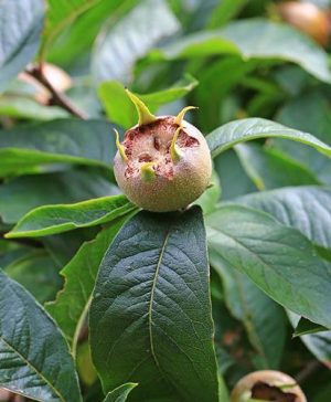 Sibleys Patio Medlar tree