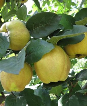 Sibleys Patio Quince