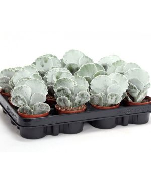 Garden Silver Crown Flowers & Plants Co.