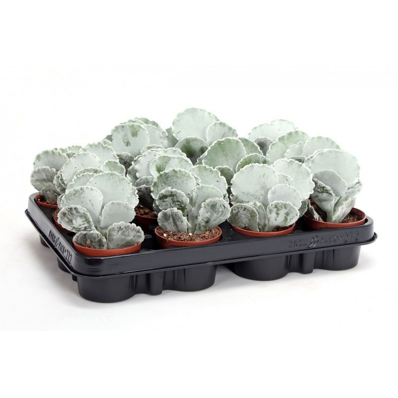 Garden Silver Crown Flowers & Plants Co.