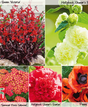 Garden Sizzling Summer Perennial Collection Thompson & Morgan