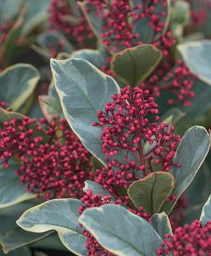 Skimmia Perosa Variegated 13cm