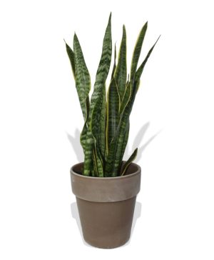 Garden Snake Plant Flowers & Plants Co.