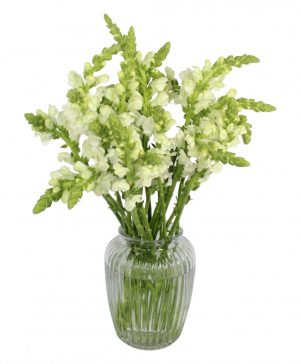 Garden Snapdragon Sensation Flowers & Plants Co.