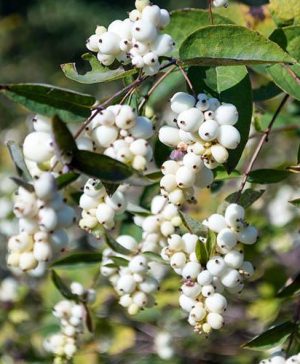 Snowberry Symphoricarpus albus