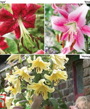 Garden Soaring Tree Lily Collection Thompson & Morgan