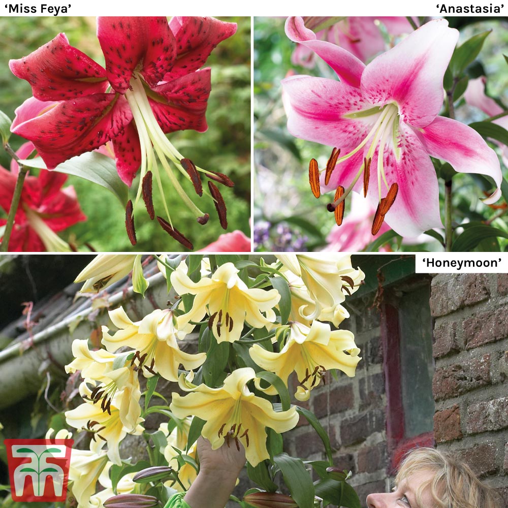 Garden Soaring Tree Lily Collection Thompson & Morgan